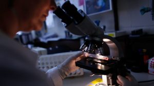 BERLIN - OCTOBER 02: A medico-technical assistant examined virus-infected cells under a microscope at Robert Koch Institute on October 2, 2009 in Berlin, Germany. The Robert Koch Institute (RKI) is the central facility of the German Federal Government in the area of Disease Control and Prevention. The main objective of the RKI is the recognition, prevention and the fight against disease especially infectious disease. Part of its tasks is the general legislative application of scientific findings as basis to reach health political decisions. (Photo by Carsten Koall/Getty Images)